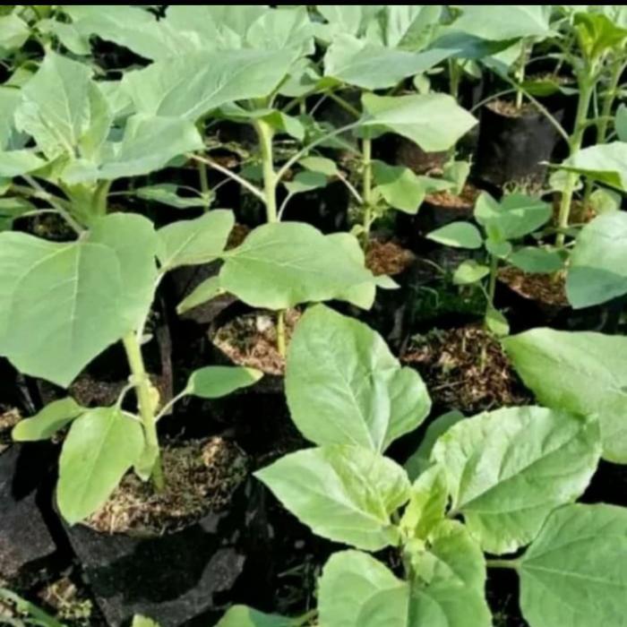 Pohon Bunga Matahari Besar - Tanaman Hias Bibit Pohon Bunga Matahari