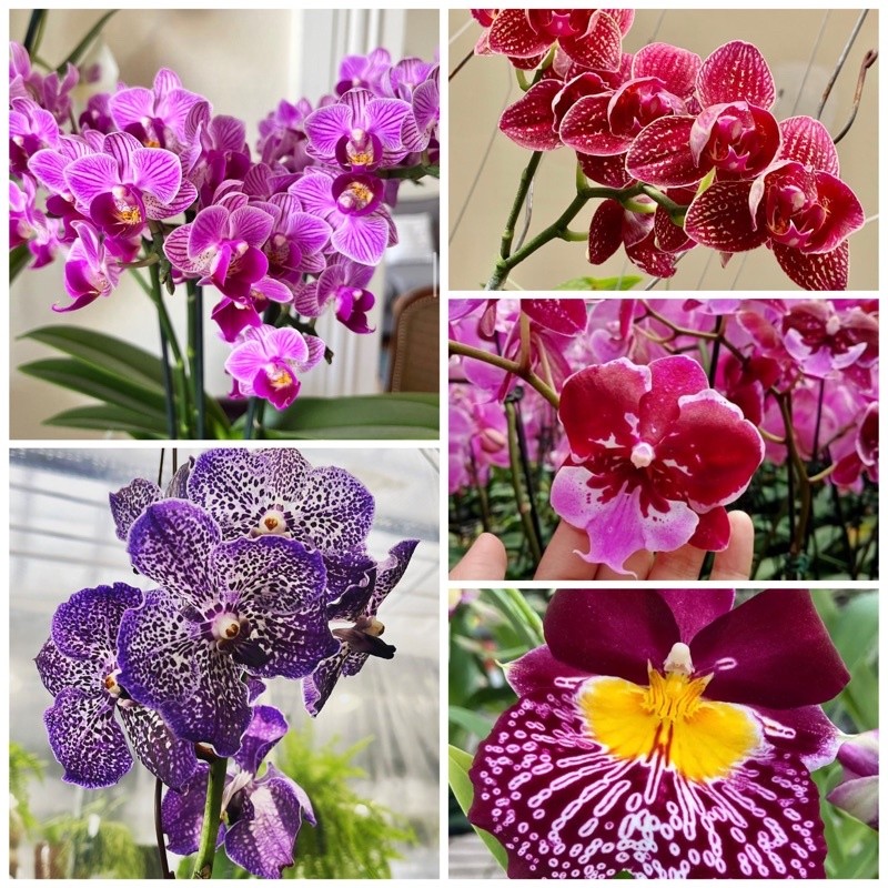 Seedling anggrek dendrobium/bunga gantung hidup/bunga anggrek hidup/bunga hias hidup/bunga hidup mur