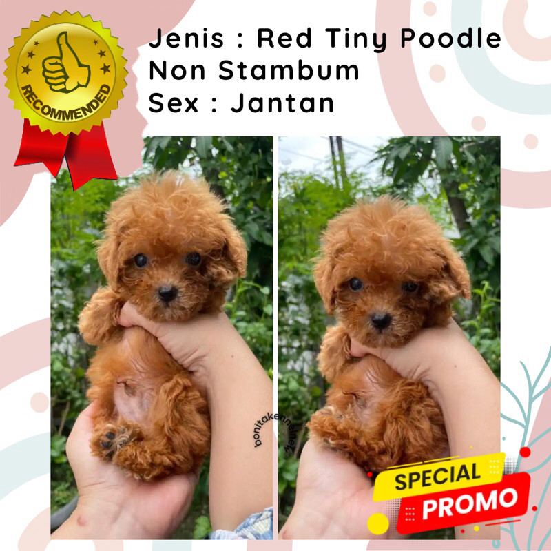 Anak Anjing Light Fawn Particolor Tiny Toy Poodle Non Stambum Jantan Betina