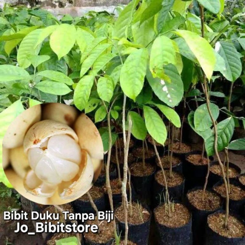 Bibit Duku Tanpa Biji Super Cepat Berbuah | Terlaris Bibit Duku Tanpa Biji Unggulan