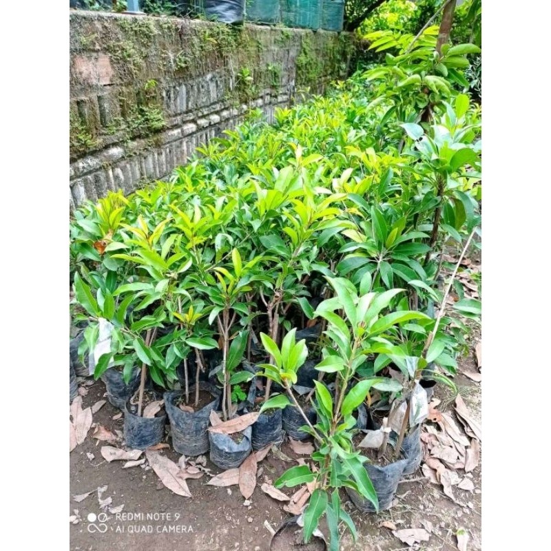 Bibit Buah Sawo Mentimun Hasil Okulasi/cangkok