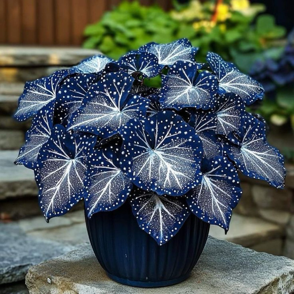 umbi Caladium tutul white thailand keladi thailand cantik hias tanaman keladi bibit