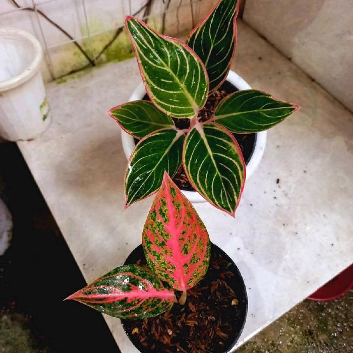 paket 2 jenis bibit aglonema termurah (Minion,Tamara)