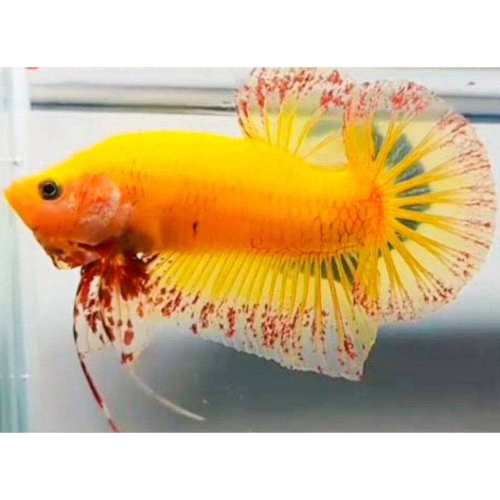 AKSESORIS AQUARIUM SEPASANG CUPANG YELLOW VANDA
