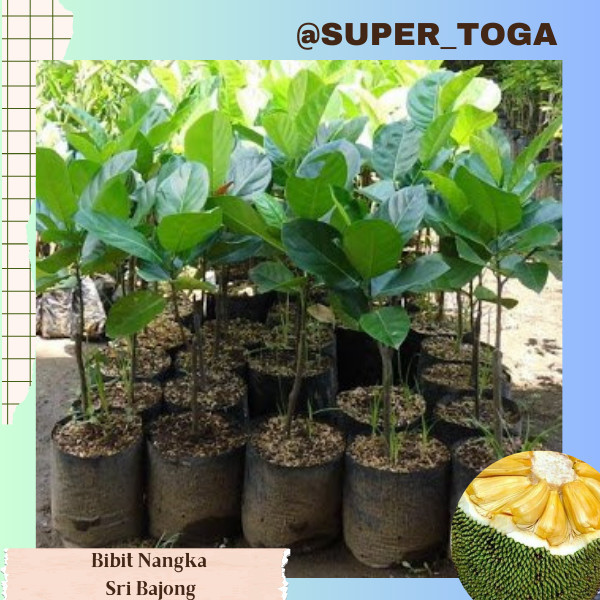 BIBT NANGKA SRI BAJONG CEPAT BERBUAH bibit nangka bajong jumbo bibit nangka jumbo super besar hasil 