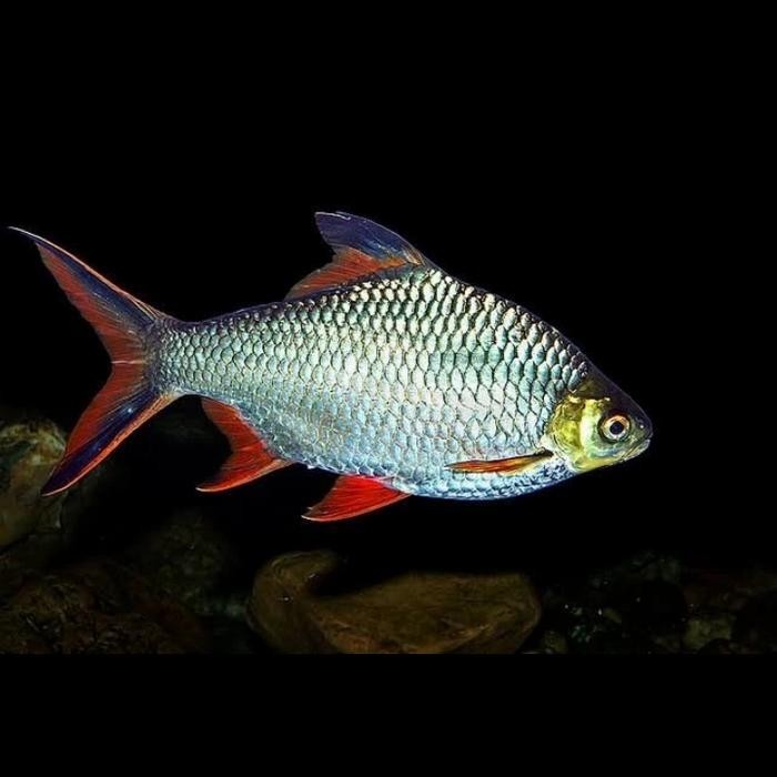 Pawretty- KAVIAT HIJAU BANGKOK TENGMET IKAN PEREDATOR SIZE 6-7CM bisa COD