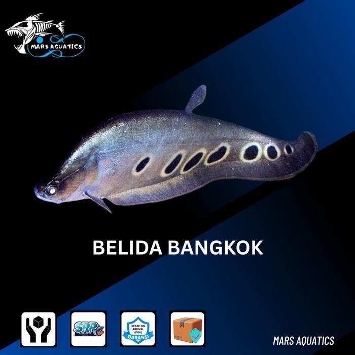 IKAN HIAS IKAN BELIDA BANGKOK BIGSIZE JUMBO TANKMATE IKAN