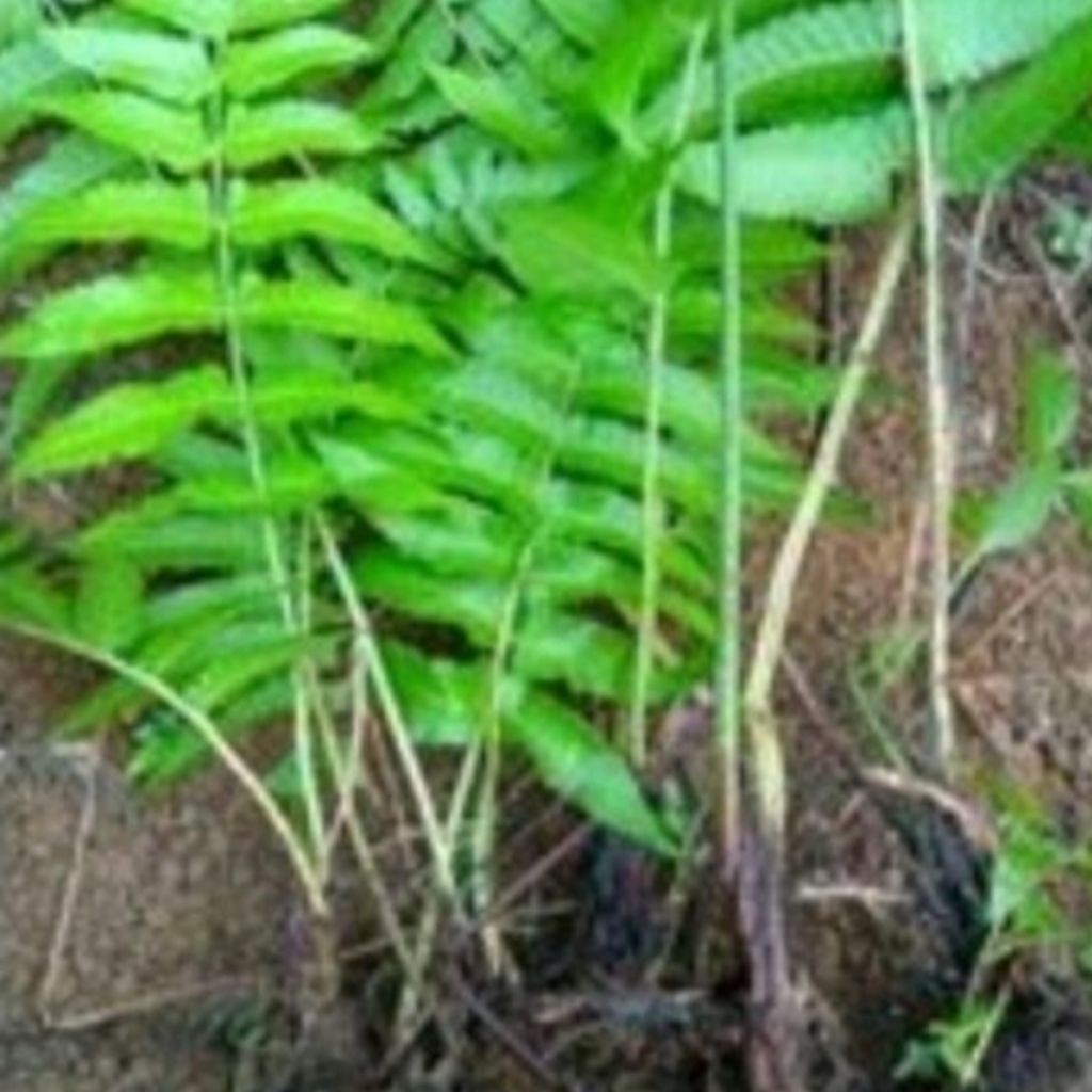 50 bibit pakis sayur siap tanam