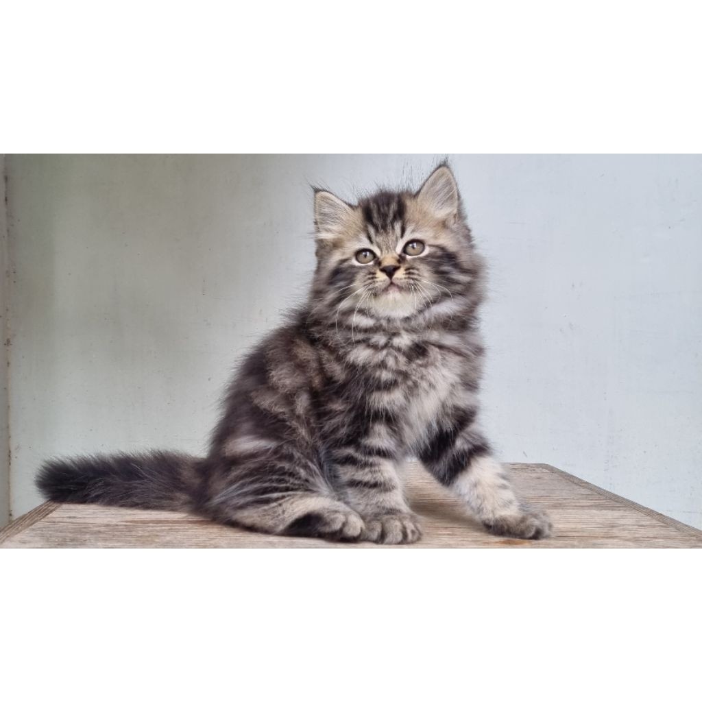 Kucing Persia Medium Jantan 2 Bulan Black Marble