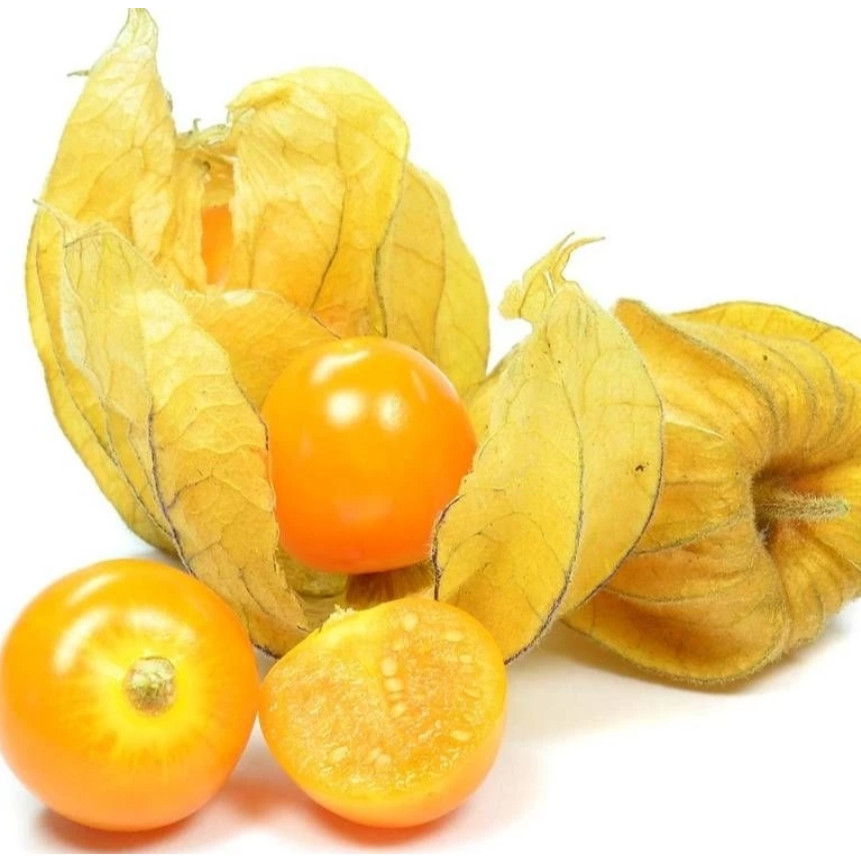 PLB BUTIR BENIH CIPLUKAN KUNING JUMBO IMPORT