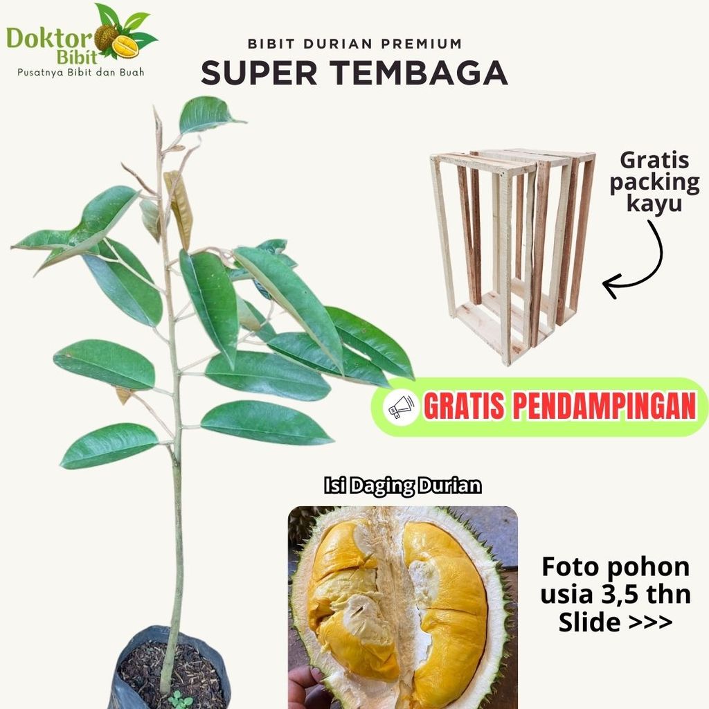 Bibit Durian Super Tembaga Asli Tanaman Buah Okulasi Super Unggul Tabulampot Garansi Hidup Gratis Pa