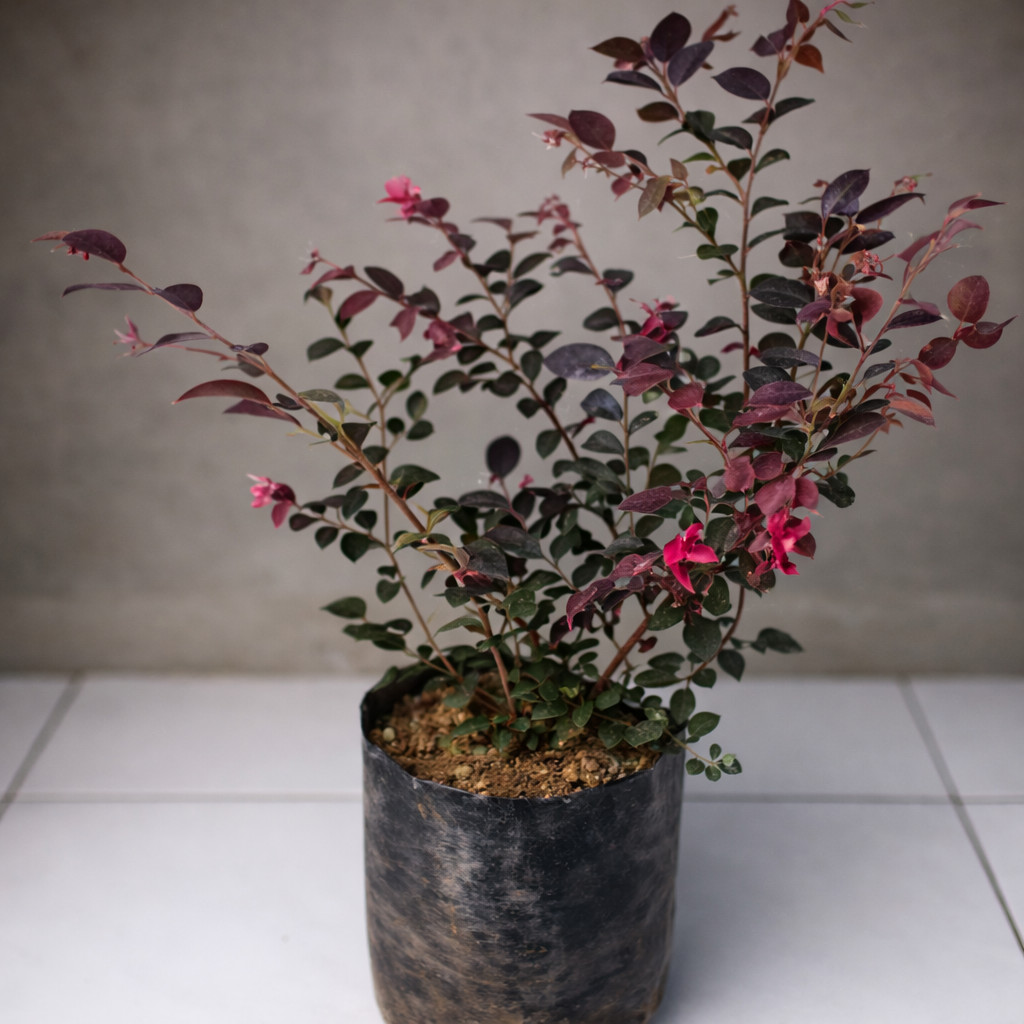 bibit serut merah bahan bonsai pohon serut merah tanaman serut merah bonsai serut merah