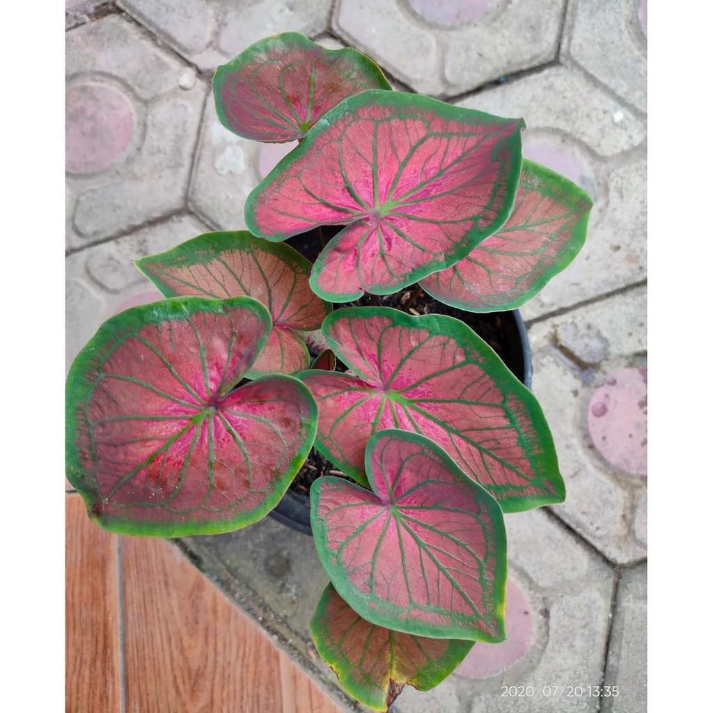 Umbi Caladium Tambuna - keladi hias tambuna hybird