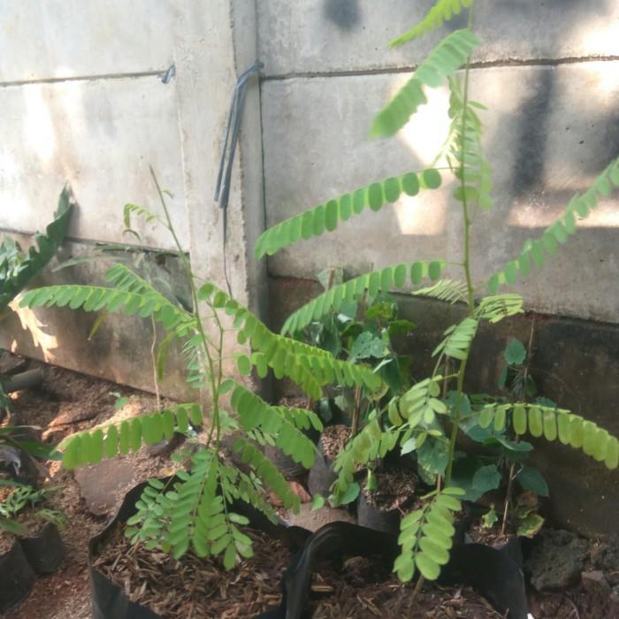 TANAMAN HERBAL DAUN SAGA | OBAT BATUK | BIBIT POHON SAGA