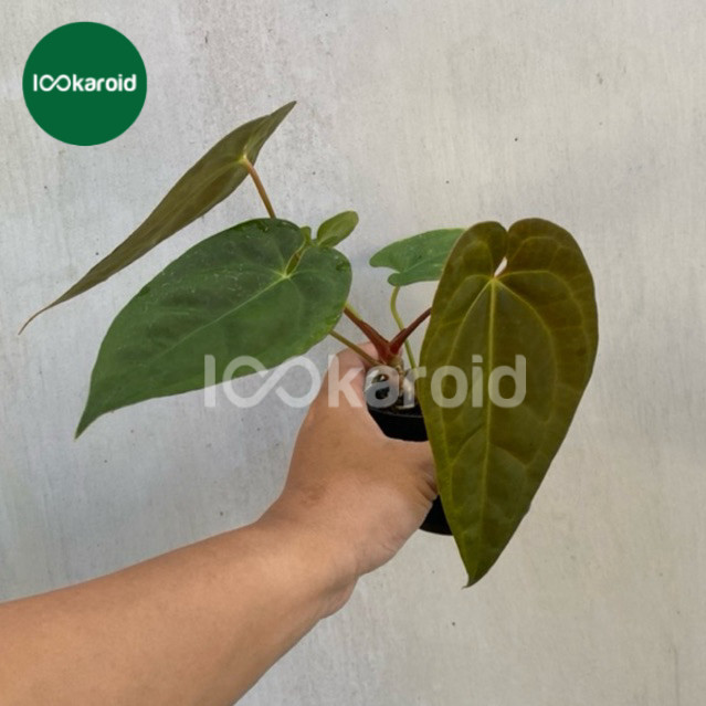 Tanaman Hias Anthurium Black Velvet Indo Type (BVIT) / Anthurium Kuping Gajah BVIT Best Karakter