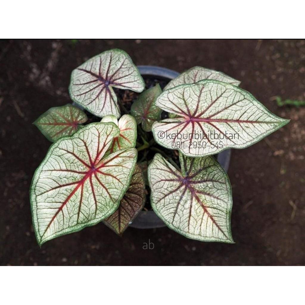 Umbi Caladium Lay Thai - Keladi hias import thailand