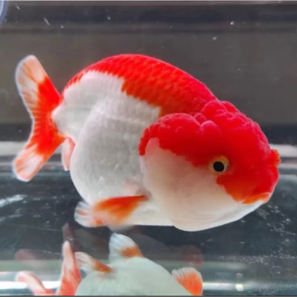 RANCHU KOKI RANCHU RW GRADE A 6-8 CM