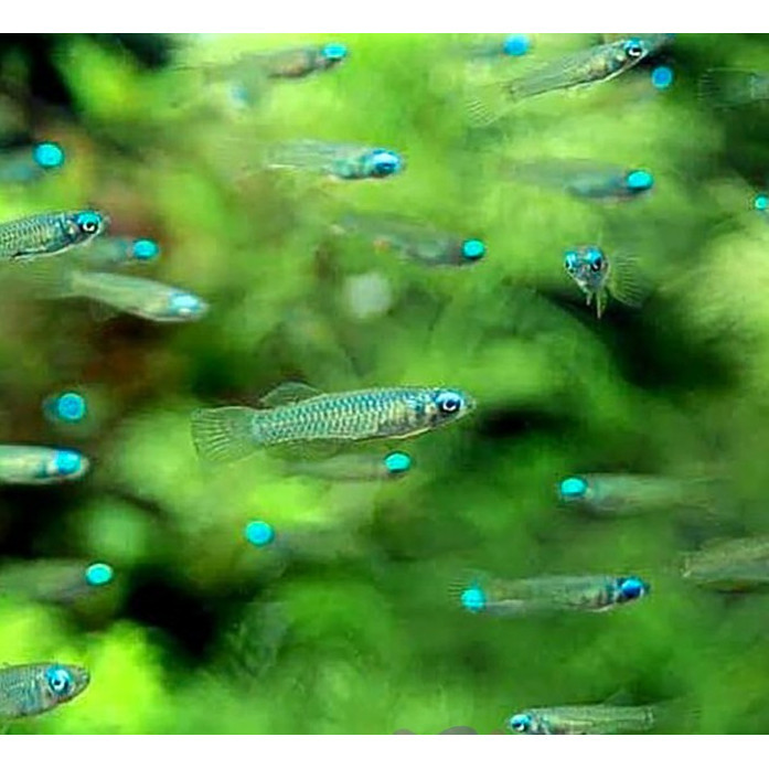 Blue Eye Tetra / Mata Biru / Ikan Hias Aquascape Minimal 20 ekor