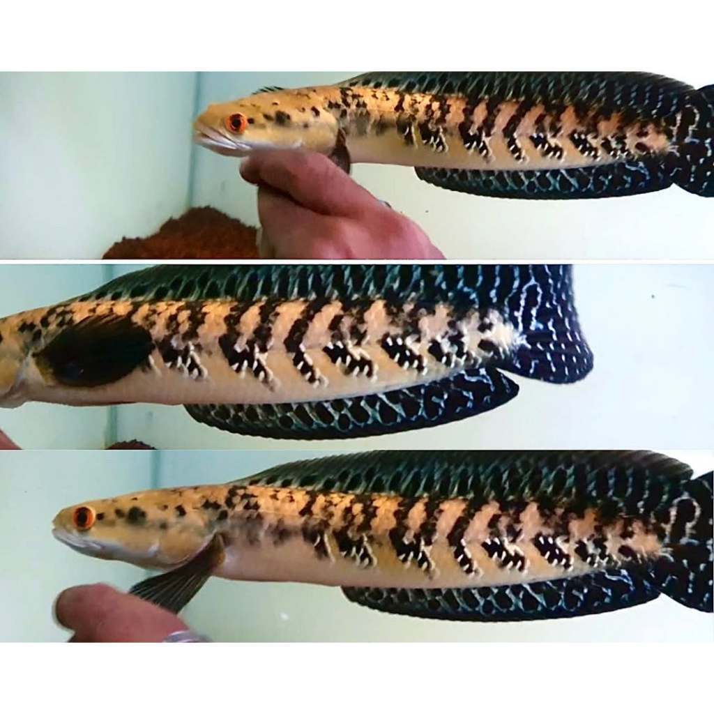 Channa Maru Ys Jumbo Bahan Kontes GARANSI IKAN SEHAT 100%