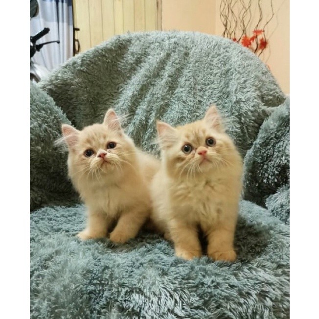 kitten anakan kucing ras by alpha cat house surabaya