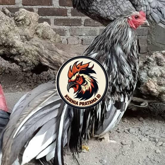 Telur ayam black sumatera / telur ayam hias / telur fertil siap cod KURNIA PRATAMA ID