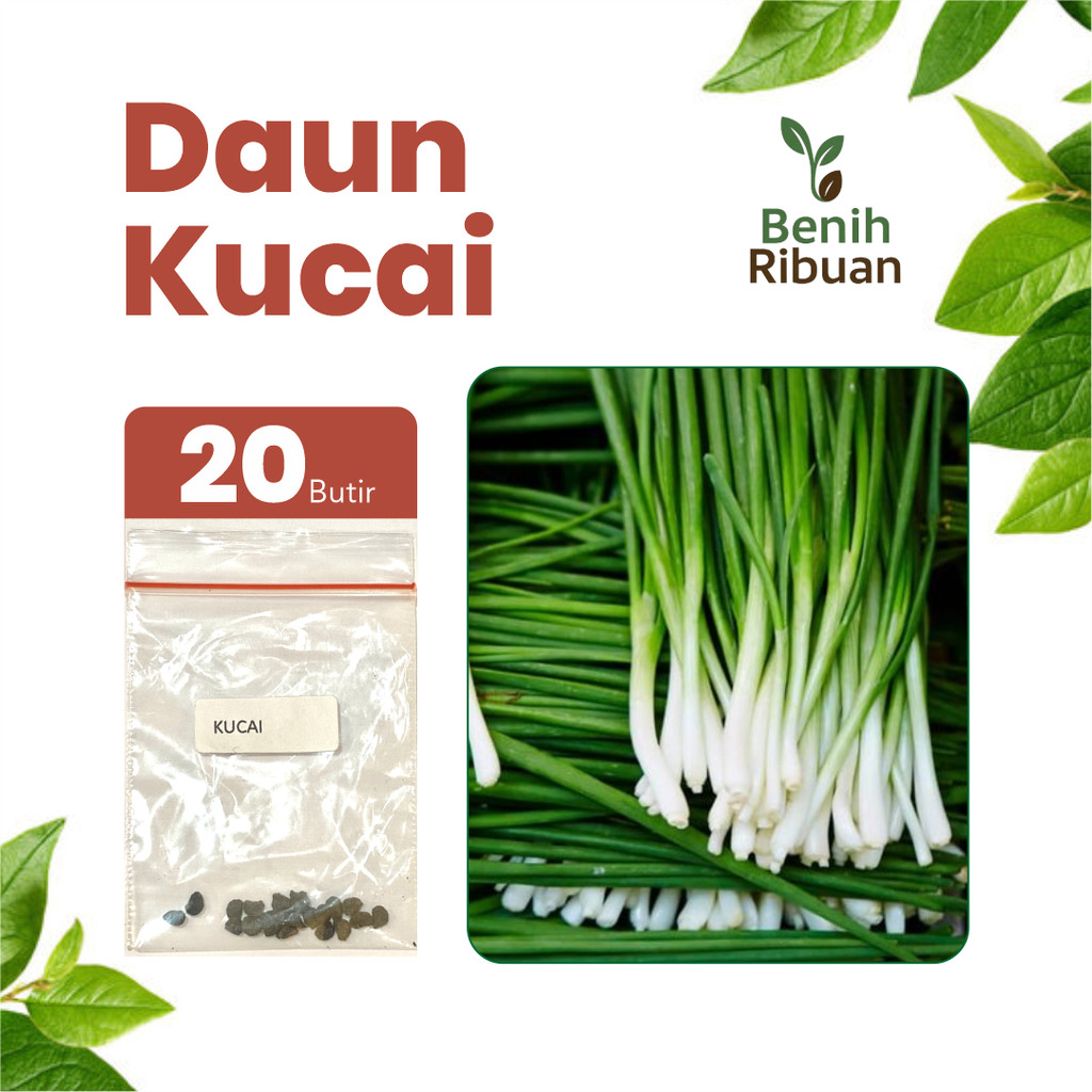 BENIH RIBUAN - Benih Sayur Kucai Unggul, Bibit Sayuran Kucai Super Bibit Daun Kucai Premium