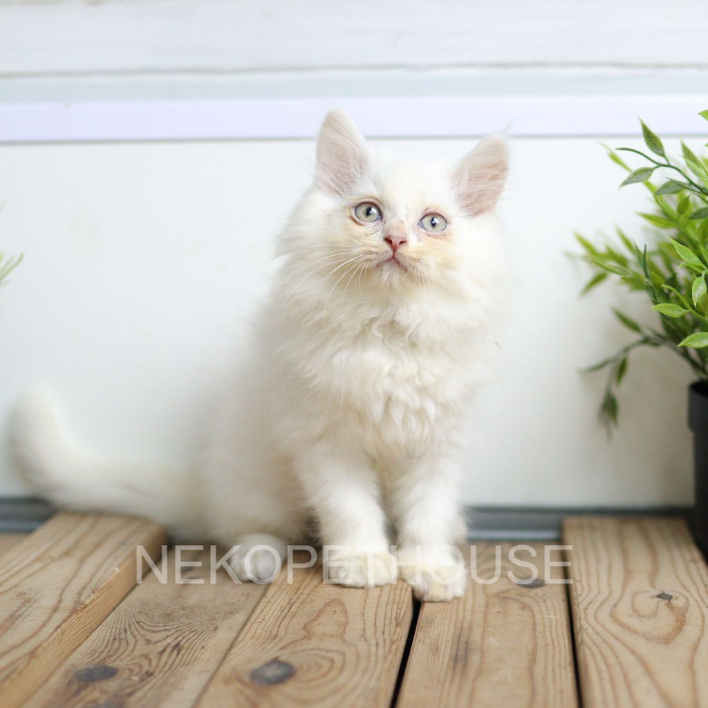 Kucing Kitten Persia White Solid 2.5 bulan Lucu