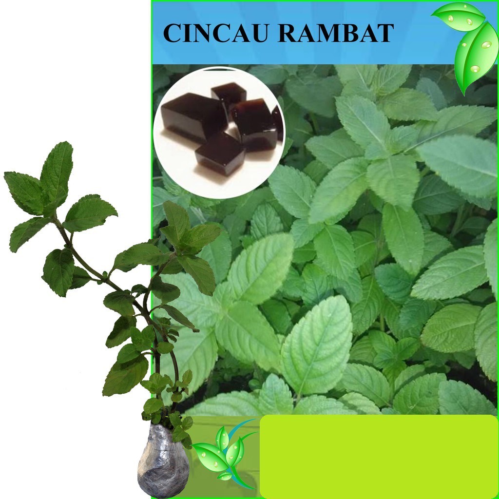 Bibit Tanaman Cincau Rambat Hijau Segar