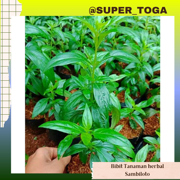 sambiloto bibit sambiloto tanaman herbal tanaman obat