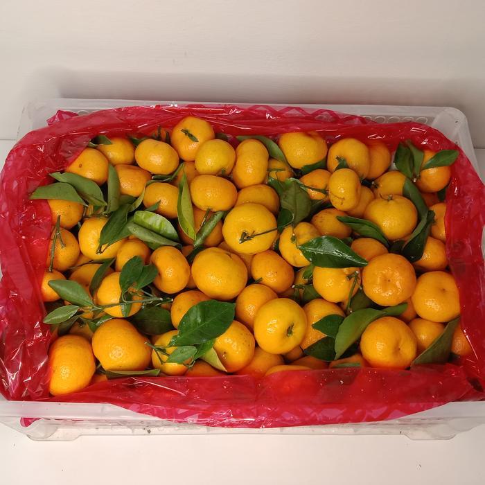 Promo BUAH JERUK SHANTANG 1 PETI | 7 KG | JERUK SHANTANG PREMIUMOri