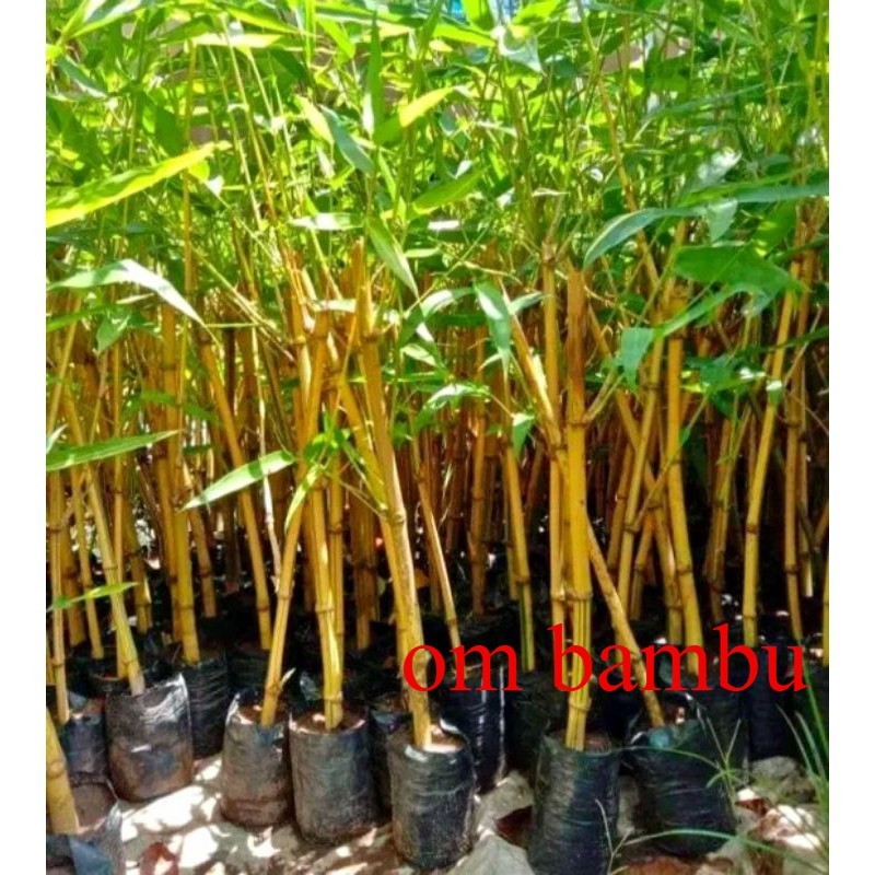 Bibit Bambu Kuning / Ampel Kuning Siap Tanam / Tanaman Hias Bambu Kuning