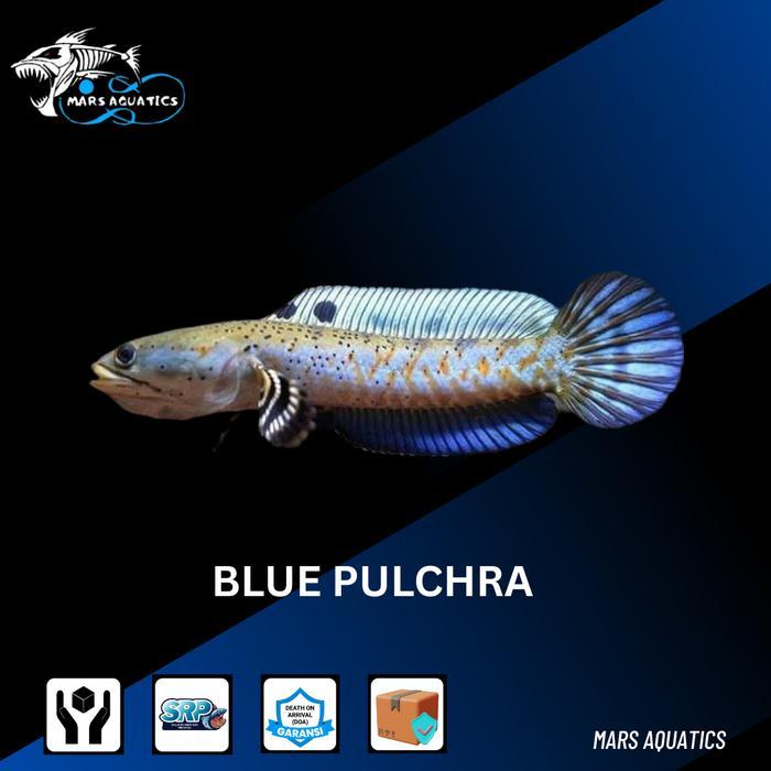 IKAN HIAS IKAN CHANNA BLUE PULCHRA SNAKEHEAD