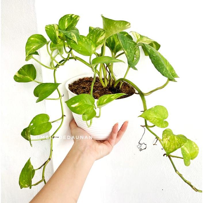 SIRIH GADING HIJAU RIMBUN JUNTAI DENGAN POT TAWON - Pot putih tawon