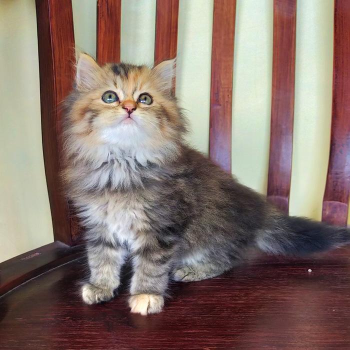 kucing norwegian forest lucu
