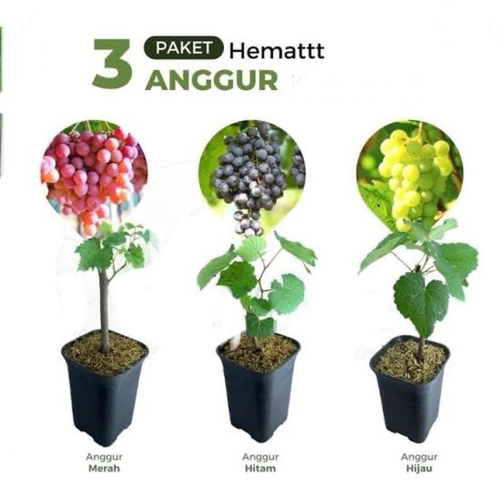 bibit anggur 3 varian merah hitam & hijau (1paket isi 3)