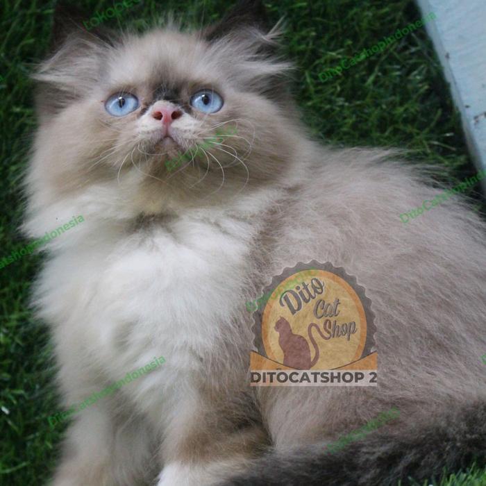 Kucing Anggora Persia Himalaya Ragdoll Munchkin - 3 Betina, 3 Jantan