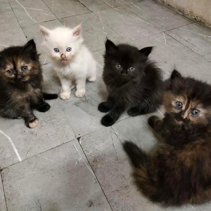 Lepas Adopsi borongan 4 Kucing Persia Kitten jantan & betina warna langka lucu banget imut