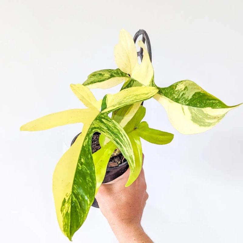 Philo Flobe Varigata Mewah Super / Philodendron Florida Beauty Variegata By CAH FLORA