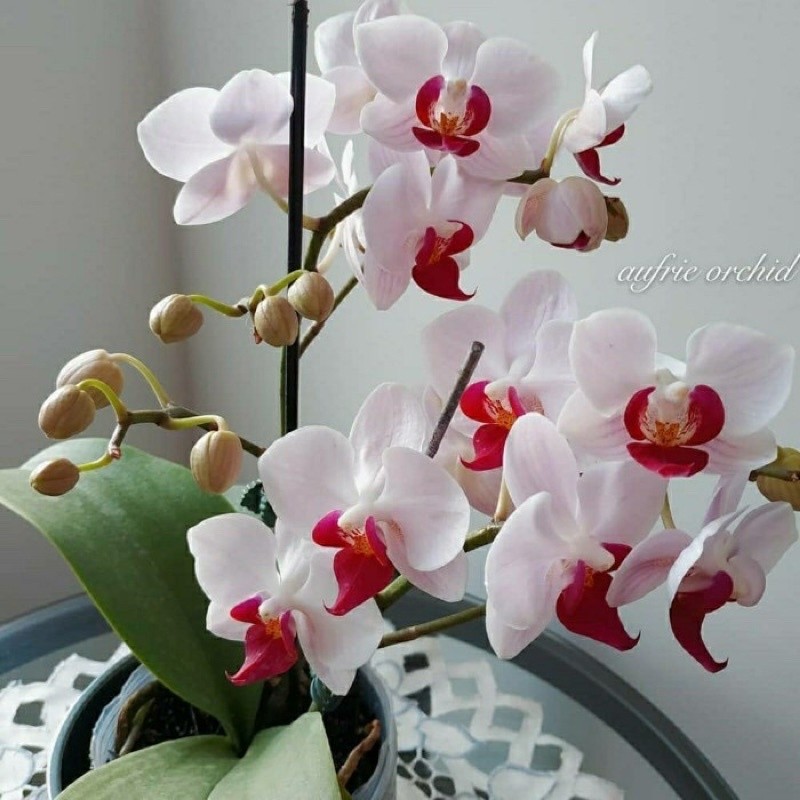 ( BISA COD ) anggrek bulan enobi - tanaman hias anggrek bulan dewasa spike enobi