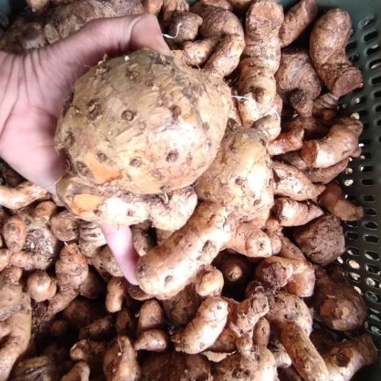 temulawak segar1kg