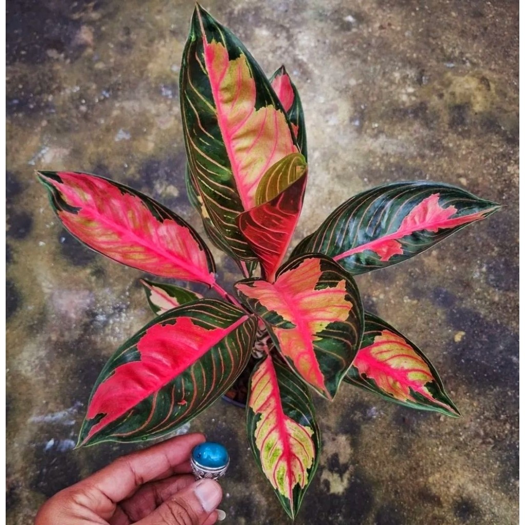 Tanaman Hias Aglonema Red Sumatra Mutasi Bibit Bonggol