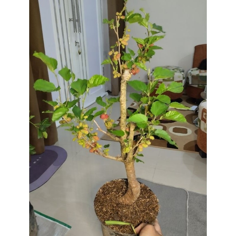 Murbei Batang Besar Bonsai Buah Rame
