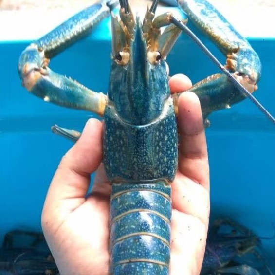 Lobster Air Tawar Konsumsi 1 kg