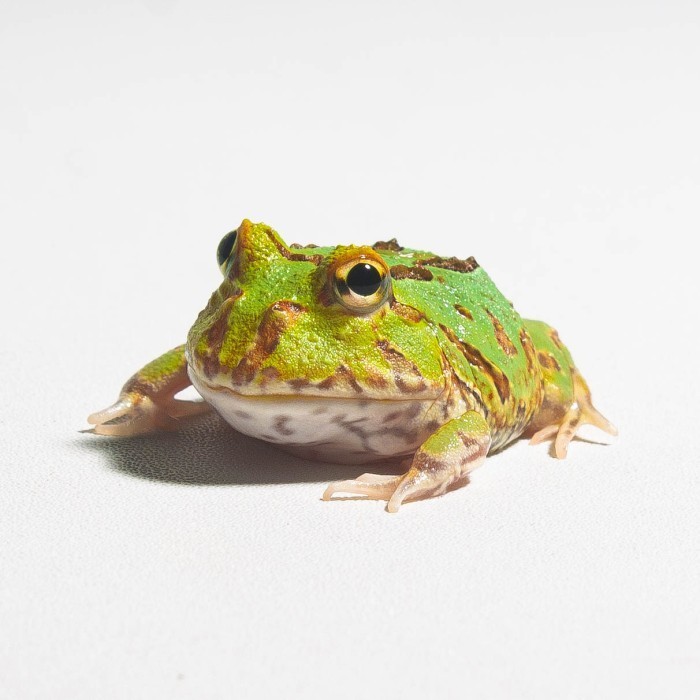 Katak Pacman / Pacman Frog / Kodok Pacman / Kodok Hias / Green Albino Strawberry Camo Sunburst Brown