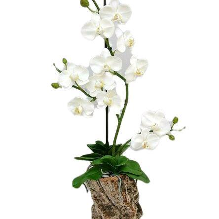 Anggrek Bulan Pasca Warna Bunga Putih Pohon Bunga Anggrek Bulan Pasca Warna Import Tanaman Hidup Ang