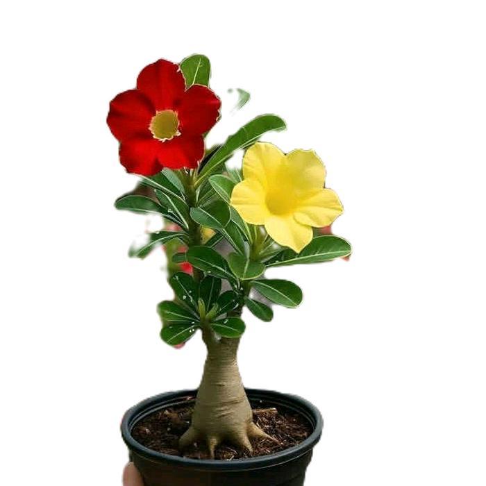 Tanaman hias Kamboja jepang pohon bonsai adenium 2 warna rad yellow bibit bonsai adenium Kamboja jep