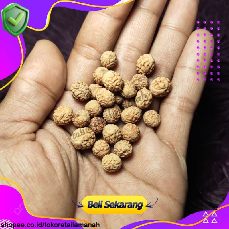 Biji Bidara | Per 1 Biji | Benih Bidara Arab / Sidr Asli | TokoRetailAmanah-ppp