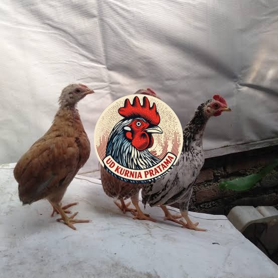 Telur ayam tukung / telur ayam hias / telur fertil asli UD KURNIA PRATAMA