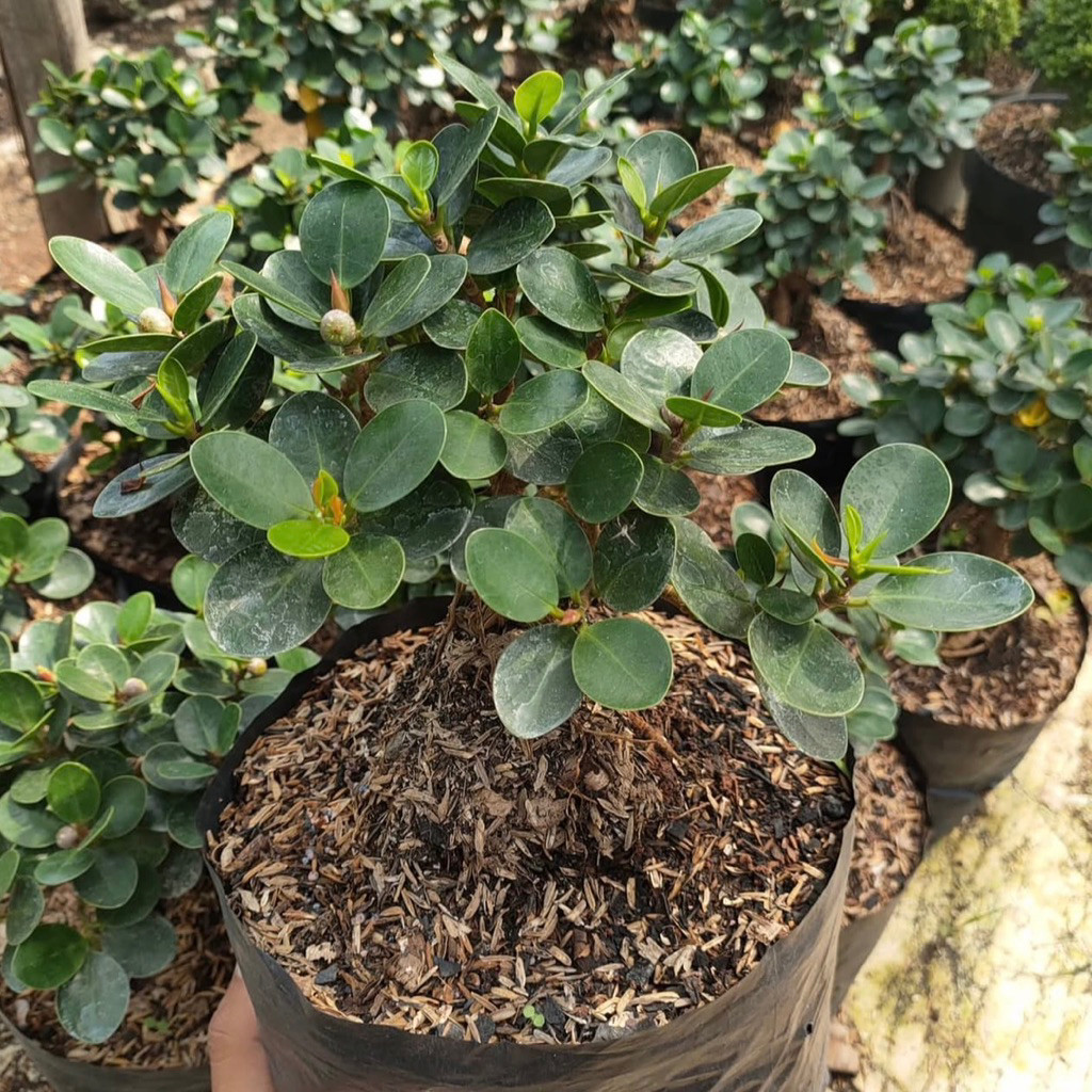 Tanaman Hias Bonsai Dolar Mangkok - Beringin Microcarpa Original