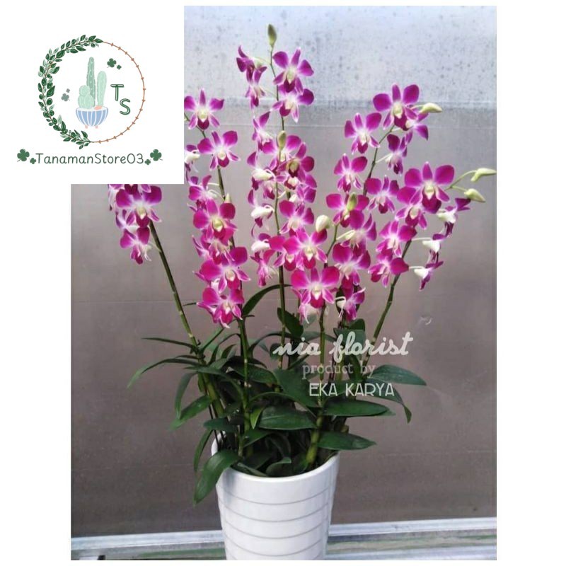 anggrek Dendrobium Sonia dewasa siap berbunga